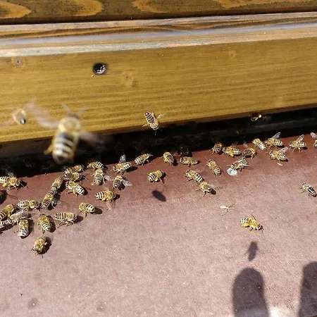 Campsite Bienenwagen Der Naturheilpraxis Melchger Wildberg (Baden-Wurttemberg)