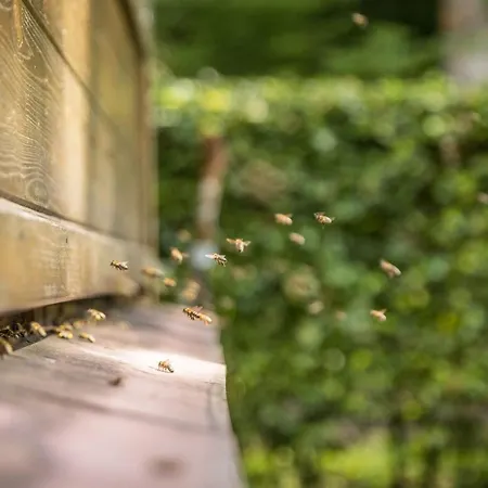 Appartement Bienenwagen Der Naturheilpraxis Melchger Wildberg (Baden-Wurttemberg)